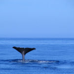 Azory—obserwacja-wielorybow—fot-Norberto-Diver